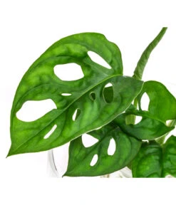 Waterplant Fensterblatt Im Glas - Monstera Adansonii, Ca. 30 Cm -Gartenbedarf Verkäufe 2024 6188163 WE DE 001 WaterPlantGlasvaseMonstera