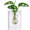 Waterplant Fensterblatt Im Glas - Monstera Adansonii, Ca. 30 Cm -Gartenbedarf Verkäufe 2024 6188163 WE FS 001 WaterPlantGlasvaseMonstera