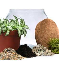 Flaschengarten DIY-Set Fittonia, 6-teilig, Ca. Ø15/H18 Cm -Gartenbedarf Verkäufe 2024 6188510 WE DE 001 FlaschengartenKlein