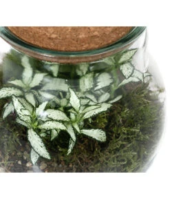 Flaschengarten DIY-Set Fittonia, 6-teilig, Ca. Ø15/H18 Cm -Gartenbedarf Verkäufe 2024 6188510 WE DE 002 FlaschengartenKlein