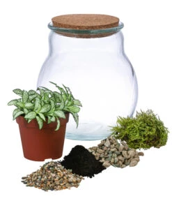 Flaschengarten DIY-Set Fittonia, 6-teilig, Ca. Ø15/H18 Cm -Gartenbedarf Verkäufe 2024 6188510 WE FS 001 FlaschengartenKlein