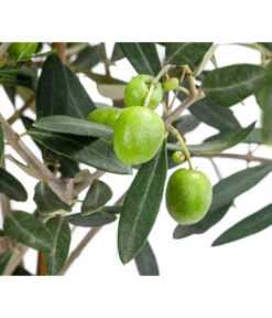 Olive, Stamm, In Keramik, Ca. Ø17/H90 Cm -Gartenbedarf Verkäufe 2024 6267579 WE DE 001 OleaEurop Stamm90cmWeiss