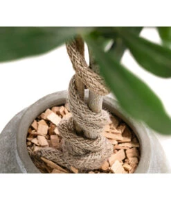 Olive, Stamm, In Keramik, Ca. Ø17/H90 Cm -Gartenbedarf Verkäufe 2024 6267579 WE DE 002 OleaEurop Stamm90cmGrau