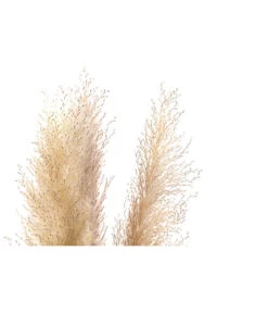 Trockenblumenbund Pampasgras, Natur -Gartenbedarf Verkäufe 2024 6272595 WE DE 001 PampasgrasNatur145cm