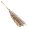 Trockenblumenbund Pampasgras, Natur 1 Trockenblumenbund Pampasgras, Natur -Gartenbedarf Verkäufe 2024 6272595 WE FS 001 PampasgrasNatur145cm