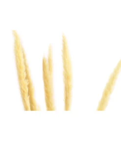 Trockenblumenbund Pampasgras -Gartenbedarf Verkäufe 2024 6284111 PR DE 001 Pampasgras65cmgebleicht6StDehnerExpressHerzig