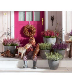 Knospenheide, Verschiedene Sorten -Gartenbedarf Verkäufe 2024 6347207 7084932 WE MO 001 Cococut Knospenheide Prunus