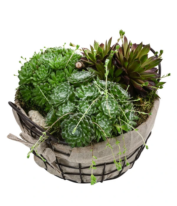 Hauswurz-Arrangement Landhaus Garten, In Metall-Korb 3 Hauswurz-Arrangement Landhaus Garten, In Metall-Korb