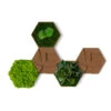 StyleGREEN Bilder-Set Aus Moos Und Kork, Hexagon, 5-teilig -Gartenbedarf Verkäufe 2024 6429856 WE FS 001 HexagonSet5er