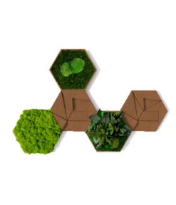 StyleGREEN Bilder-Set Aus Moos Und Kork, Hexagon, 5-teilig
