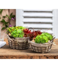 Hauswurz-Arrangement Landhaus Garten, In Metall-Korb 5 Hauswurz-Arrangement Landhaus Garten, In Metall-Korb -Gartenbedarf Verkäufe 2024 6433346 6433353 WE MO 002 OutdoorSchalen Hauswurz Drahtkorb
