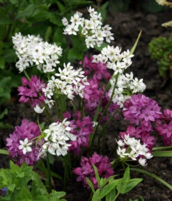 Dehner Blumenzwiebel 5 Monate Blütenpracht, 200 Stk. 16 Dehner Blumenzwiebel 5 Monate Blütenpracht, 200 Stk. -Gartenbedarf Verkäufe 2024 6617286 WE MO 002 DehnerBlumenzwiebel5MonateBlumenpaket