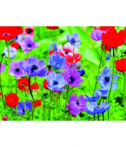 Dehner Blumenzwiebel 5 Monate Blütenpracht, 200 Stk. 17 Dehner Blumenzwiebel 5 Monate Blütenpracht, 200 Stk. -Gartenbedarf Verkäufe 2024 6617286 WE MO 003 DehnerBlumenzwiebel5MonateBlumenpaket