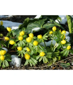 Dehner Blumenzwiebel 5 Monate Blütenpracht, 200 Stk. 18 Dehner Blumenzwiebel 5 Monate Blütenpracht, 200 Stk. -Gartenbedarf Verkäufe 2024 6617286 WE MO 004 DehnerBlumenzwiebel5MonateBlumenpaket