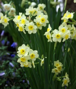 Dehner Blumenzwiebel 5 Monate Blütenpracht, 200 Stk. 19 Dehner Blumenzwiebel 5 Monate Blütenpracht, 200 Stk. -Gartenbedarf Verkäufe 2024 6617286 WE MO 005 DehnerBlumenzwiebel5MonateBlumenpaket