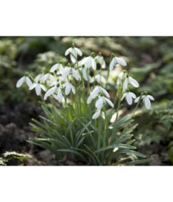 Dehner Blumenzwiebel 5 Monate Blütenpracht, 200 Stk. 20 Dehner Blumenzwiebel 5 Monate Blütenpracht, 200 Stk. -Gartenbedarf Verkäufe 2024 6617286 WE MO 006 DehnerBlumenzwiebel5MonateBlumenpaket