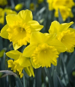 Dehner Blumenzwiebel 5 Monate Blütenpracht, 200 Stk. 21 Dehner Blumenzwiebel 5 Monate Blütenpracht, 200 Stk. -Gartenbedarf Verkäufe 2024 6617286 WE MO 007 DehnerBlumenzwiebel5MonateBlumenpaket