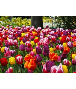 Dehner Blumenzwiebel 5 Monate Blütenpracht, 200 Stk. 24 Dehner Blumenzwiebel 5 Monate Blütenpracht, 200 Stk. -Gartenbedarf Verkäufe 2024 6617286 WE MO 010 DehnerBlumenzwiebel5MonateBlumenpaket