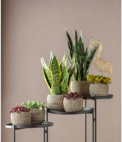 Bogenhanf - Sansevieria Trifasciata Var. Laurentii -Gartenbedarf Verkäufe 2024 6709133 6709125 6757033 WE MO 001 TopfChriaGold