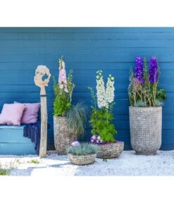 Rittersporn, Verschiedene Farben 21 Rittersporn, Verschiedene Farben -Gartenbedarf Verkäufe 2024 6732911 WE MO 001 KeramikPflanztopfRelicRittersporn