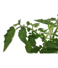 Sonnenparadeiser, Gelb -Gartenbedarf Verkäufe 2024 6766794 WE DE 001 SonnentomateGelb