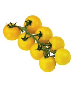 Sonnenparadeiser, Gelb -Gartenbedarf Verkäufe 2024 6766794 WE FS 002 SonnentomateGelb