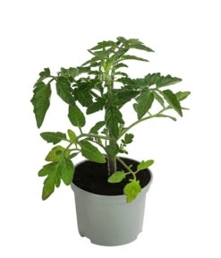 Sonnenparadeiser, Gelb -Gartenbedarf Verkäufe 2024 6766794 WE FS 003 SonnentomateGelb