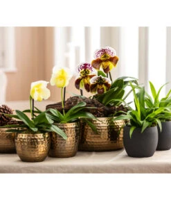 Grünlilie - Chlorophytum Comosum -Gartenbedarf Verkäufe 2024 6784912 6784920 6784938 6778773 WE MO 001 TopfKodyGoldTopfKodyAnthrazit