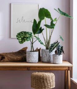 Pfeilblatt - Alocasia Amazonica 'Polly' -Gartenbedarf Verkäufe 2024 6894372 6894364 6894356 WE MO 001 TopfArloGrau