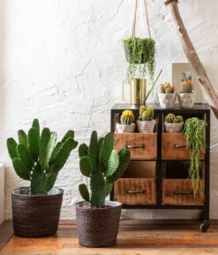 Erbsenpflanze - Senecio Rowleyanus -Gartenbedarf Verkäufe 2024 6934616 8598112 8283632 4439345 4439170 8683518 WE MO 001 Trockenkuenstler