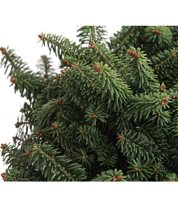 Zwerg-Balsam-Tanne 'Nana' 4 Zwerg-Balsam-Tanne 'Nana' – Bild 2