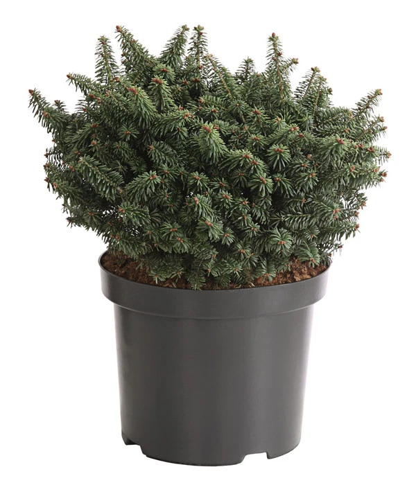 Zwerg-Balsam-Tanne 'Nana' 3 Zwerg-Balsam-Tanne 'Nana'