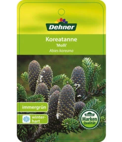Korea-Tanne 'Molli' 12 Korea-Tanne 'Molli' -Gartenbedarf Verkäufe 2024 7001936 KoreatanneMolli Etikett 1