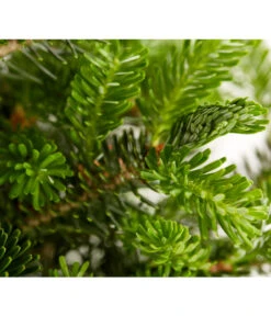 Korea-Tanne 'Molli' 10 Korea-Tanne 'Molli' -Gartenbedarf Verkäufe 2024 7001936 WE DE 001 AbiesKoreanaMolliTanneDehnerExpressZS