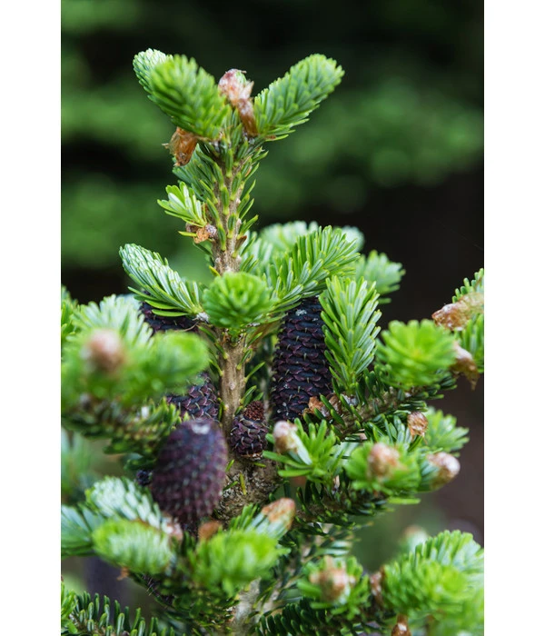 Korea-Tanne 'Molli' 6 Korea-Tanne 'Molli' – Bild 4