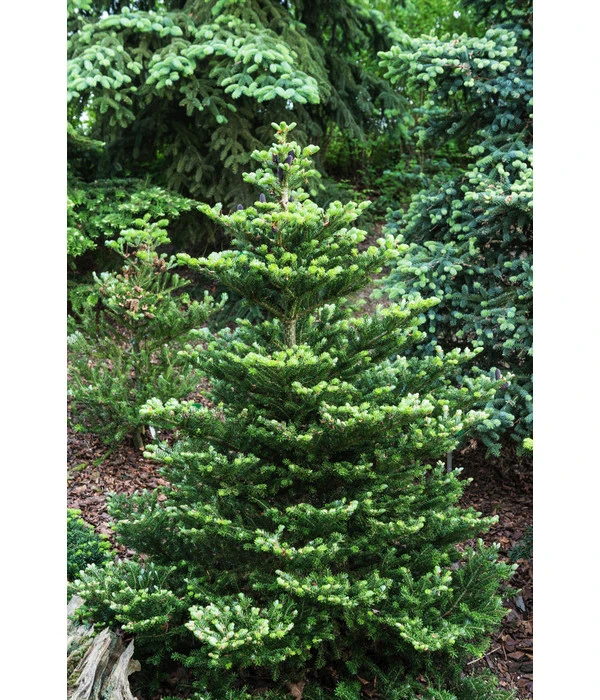 Korea-Tanne 'Molli' 4 Korea-Tanne 'Molli' – Bild 2