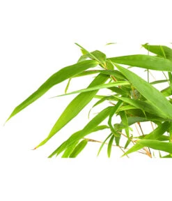 Schirmbambus 'Rufa' -Gartenbedarf Verkäufe 2024 7002660 PR DE 001 FargesiaRufaSchirmbambus2LDehnerExpressHerzig