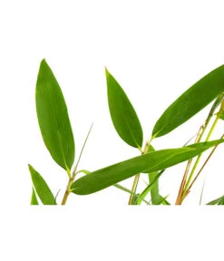 Schirmbambus -Gartenbedarf Verkäufe 2024 7002678 PR DE 001 FargesiaNitidaBambus2LDehnerExpressHerzig