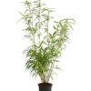 Schirmbambus -Gartenbedarf Verkäufe 2024 7002678 PR FS 001 FargesiaNitidaBambus2LDehnerExpressHerzig