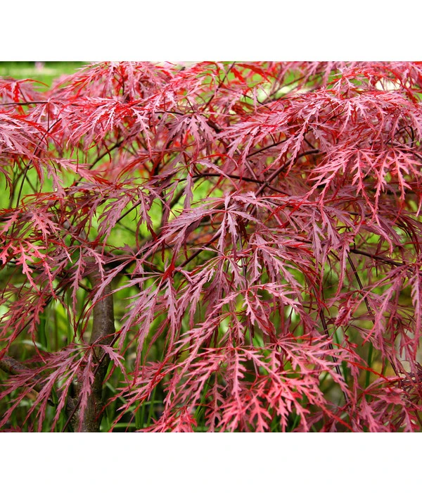 Dunkelroter Schlitz-Ahorn 'Dissectum Garnet' 6 Dunkelroter Schlitz-Ahorn 'Dissectum Garnet' – Bild 4