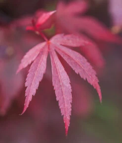 Fächerahorn 'Shaina' -Gartenbedarf Verkäufe 2024 7015951 WE DE 001 AcerPalmatumShaina