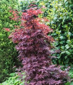 Fächerahorn 'Shaina' -Gartenbedarf Verkäufe 2024 7015951 WE MO 001 AcerPalmatumShaina