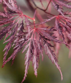 Dunkelroter Schlitz-Ahorn 'Dissectum Garnet' 11 Dunkelroter Schlitz-Ahorn 'Dissectum Garnet' -Gartenbedarf Verkäufe 2024 7018443 WE DE 001 AcerPalmatumDissectumGarnet