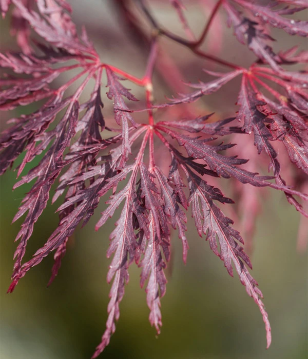 Dunkelroter Schlitz-Ahorn 'Dissectum Garnet' 7 Dunkelroter Schlitz-Ahorn 'Dissectum Garnet' – Bild 5