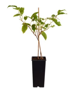 Kiwi 'Issai' 6 Kiwi 'Issai' -Gartenbedarf Verkäufe 2024 7033822 PR FS 001 ActinidiaArgutaKiwiIssai2LiterDehnerExpressZS
