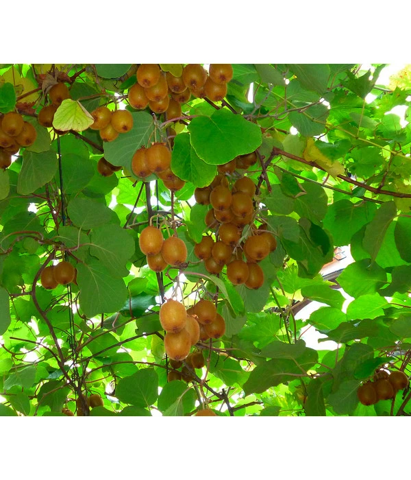 Kiwi 'Issai' 3 Kiwi 'Issai'
