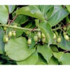 Kiwi 'Weiki®' 1 Kiwi 'Weiki®' -Gartenbedarf Verkäufe 2024 7033830 PR DE 003 ActinidiaKiwiWeikiLucknerJuni2015Ret