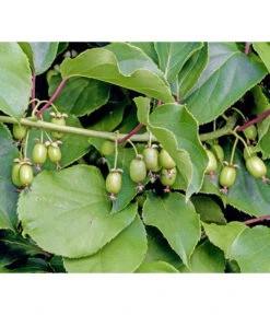 Kiwi 'Weiki®'