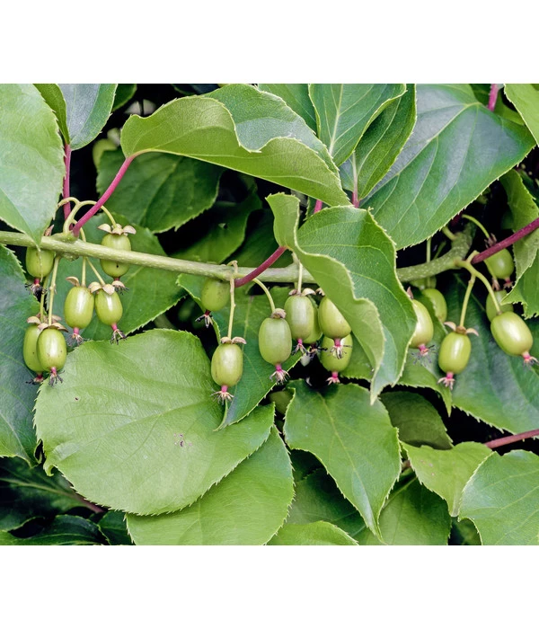 Kiwi 'Weiki®' 3 Kiwi 'Weiki®'