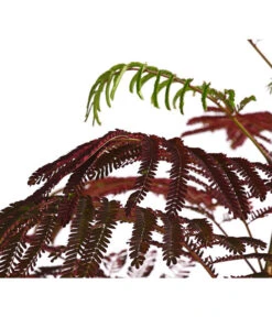 Seidenbaum - Seidenakazie 'Summer Chocolate' 5 Seidenbaum - Seidenakazie 'Summer Chocolate' -Gartenbedarf Verkäufe 2024 7037963 PR DE 001 SchlafbaumAlbiziaSummerChocolate3LDehnerExpressHerzig